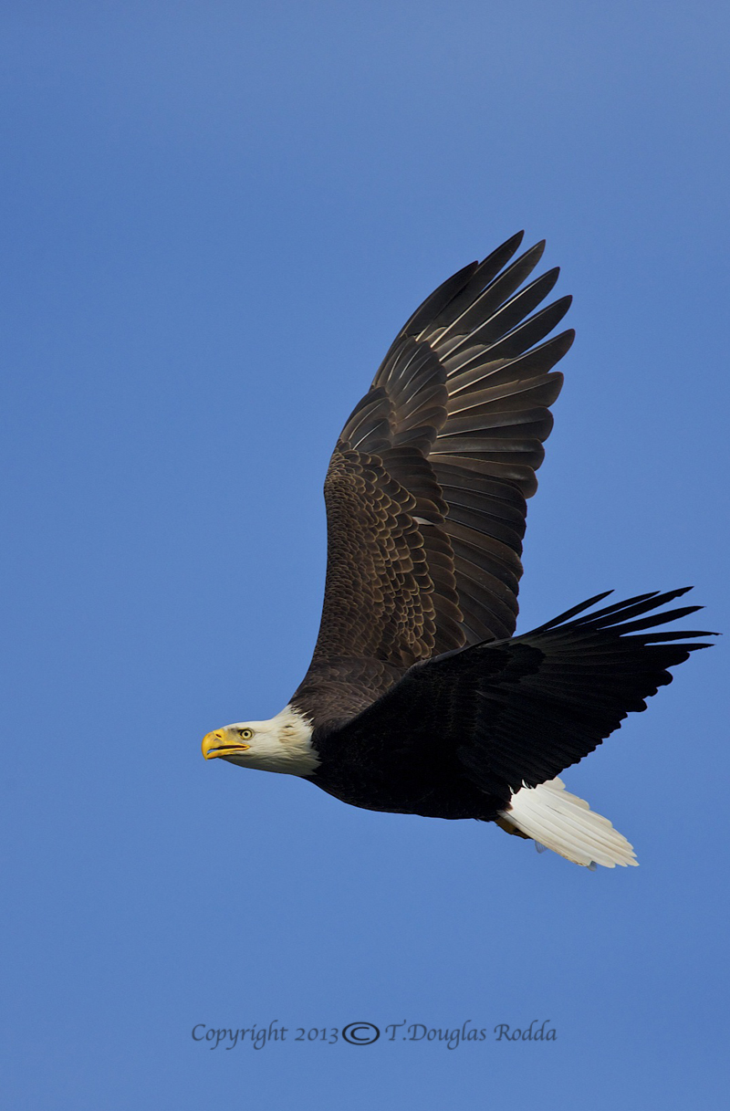 eagle